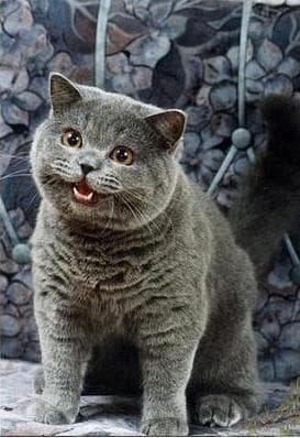 I can Has