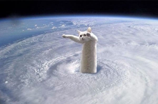 Longcat